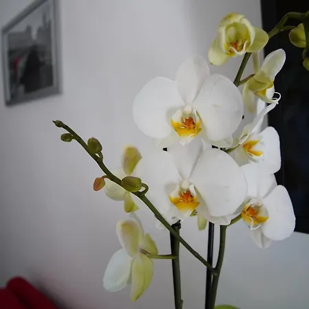 Bed & Breakfast Serendipity Messina